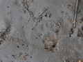 Spotted Skunk Tracks