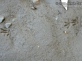 Vole Tracks