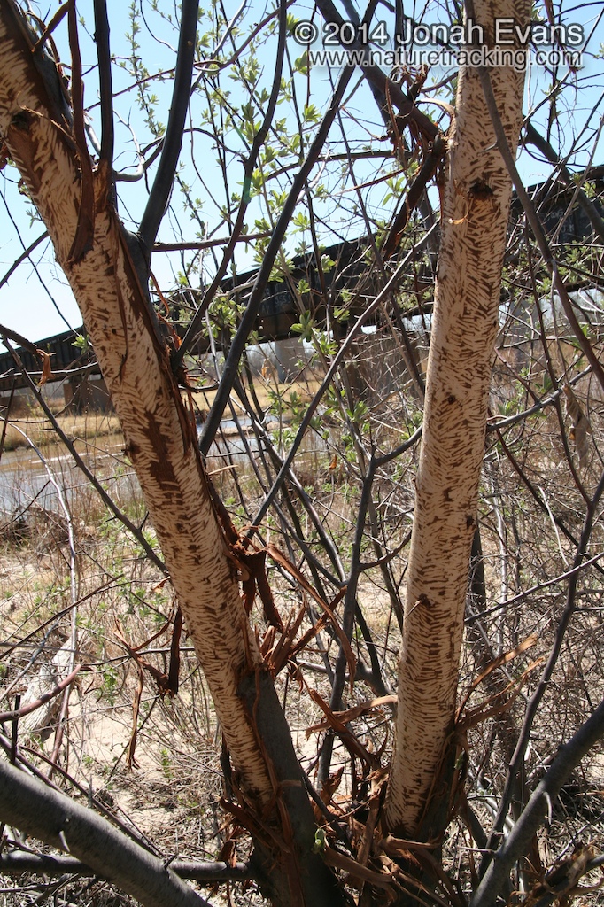 Porcupine Chews