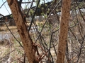 Porcupine Chews