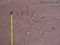Burrowing Owl Tracks