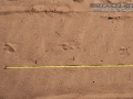 Burrowing Owl Tracks