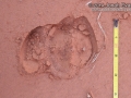 Calf Tracks