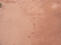 Coyote Tracks