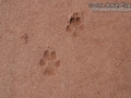 Coyote Tracks