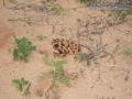 Eastern Hognose Snake