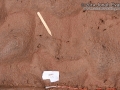 Great Horned Owl Tracks