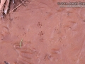 Peromyscus Tracks