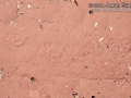 Porcupine Tracks