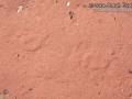 Porcupine Tracks