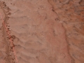 Raccoon Tracks