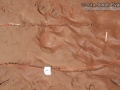 Roadrunner Tracks