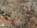 Woodrat Sign