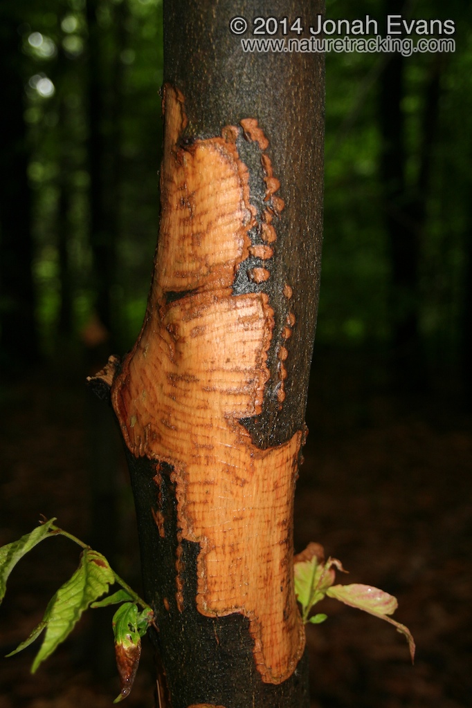 Beaver Feeding Sign