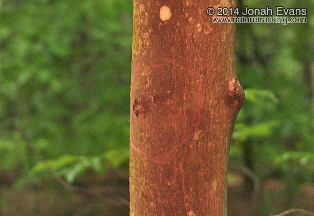 Red Squirrel Bite