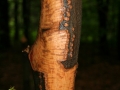 Beaver Feeding Sign