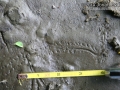 Dragonfly Larva Tracks