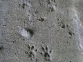 Eastern Chipmunk Tracks