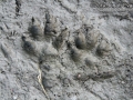 Gray Fox Tracks