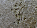 Groundhog Tracks