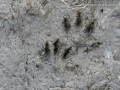Mink Tracks