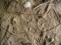 Mourning Dove Tracks