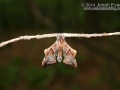 Cool Moth