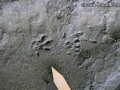 Norway Rat Tracks