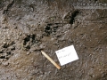 Otter Tracks