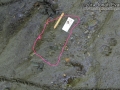 Raccoon Tracks