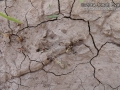Armadillo Tracks