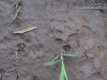 Bobcat Track
