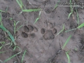 Bobcat Track