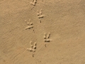 Great Horned Owl Tracks