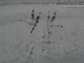 Great Horned Owl Tracks