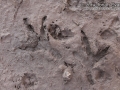 Hawk (Harrier) Tracks