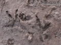 Hawk (Harrier) Tracks