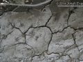 Hispid Cotton Rat Tracks