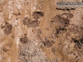 Hog-nosed Skunk Tracks