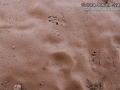 Lizard Tracks