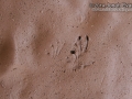 Lizard Tracks