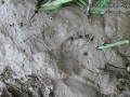 Porcupine Tracks