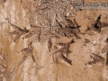 Turkey Vulture Tracks