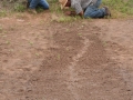 Armadillo Tracks