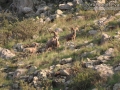 Bighorn Sheep