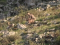 Bighorn Sheep