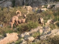 Bighorn Sheep