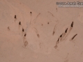 Bullfrog Tracks