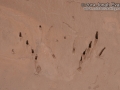 Bullfrog Tracks