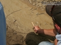 Casey and Quail Tracks